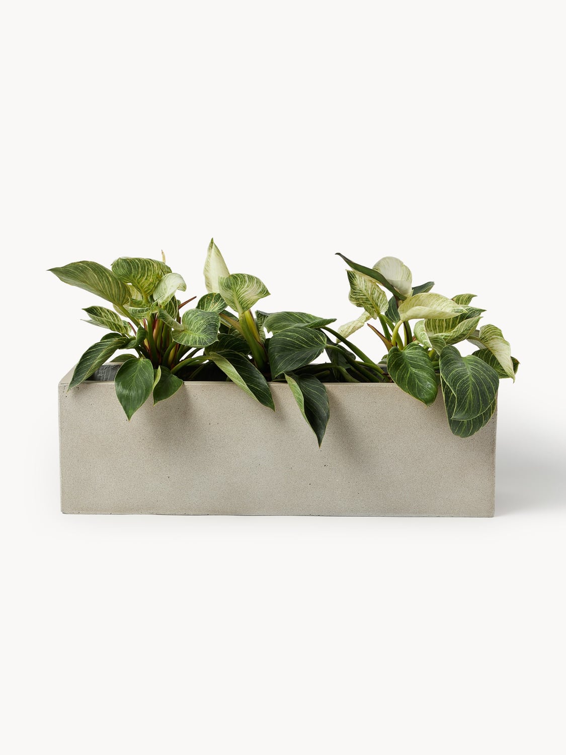 Trevano Outdoor Concrete Planter, H 19 cm