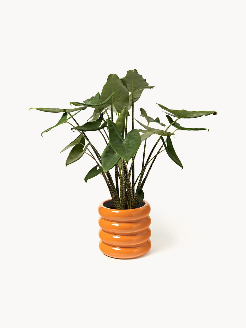 Turate Planter, H 30 cm