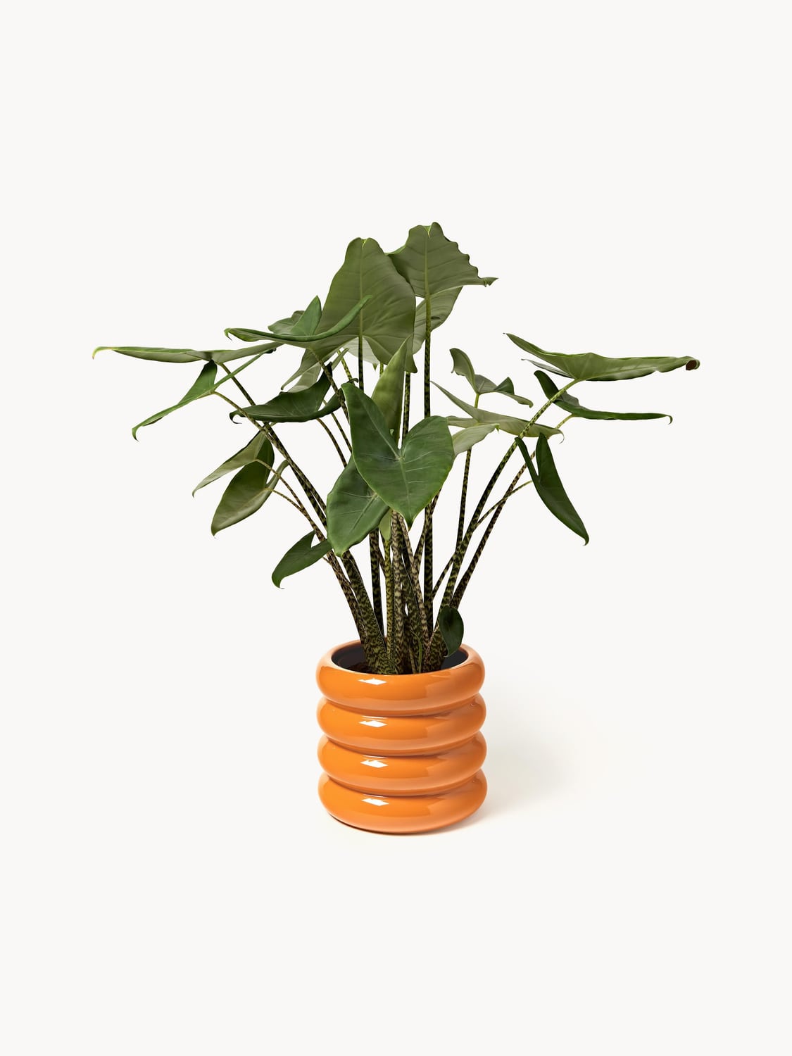 Turate Planter, H 30 cm